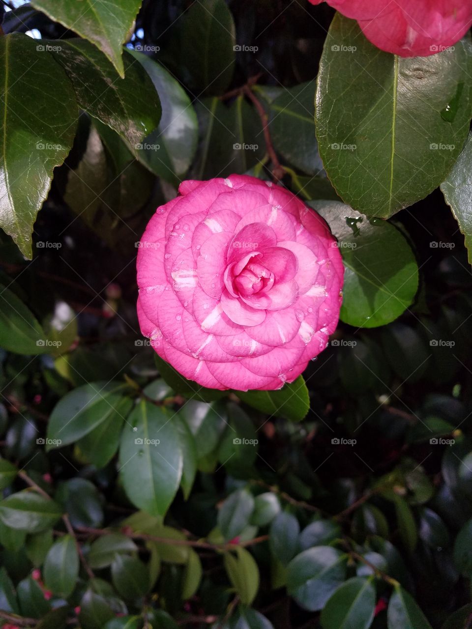 Flower, Nature, Garden, Flora, Leaf