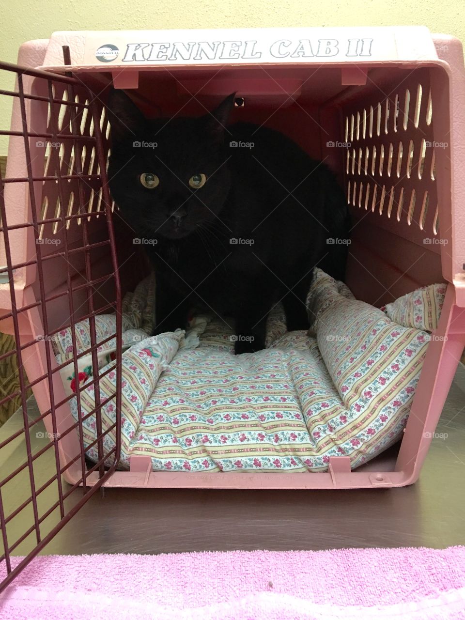 Appointment time! Cat won't come out of carrier so I have to pull her out blanket and all! The Vet wants to see her.💉