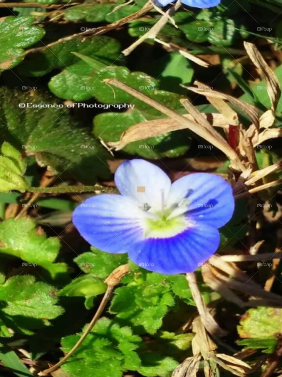 Springtime in Maryland.