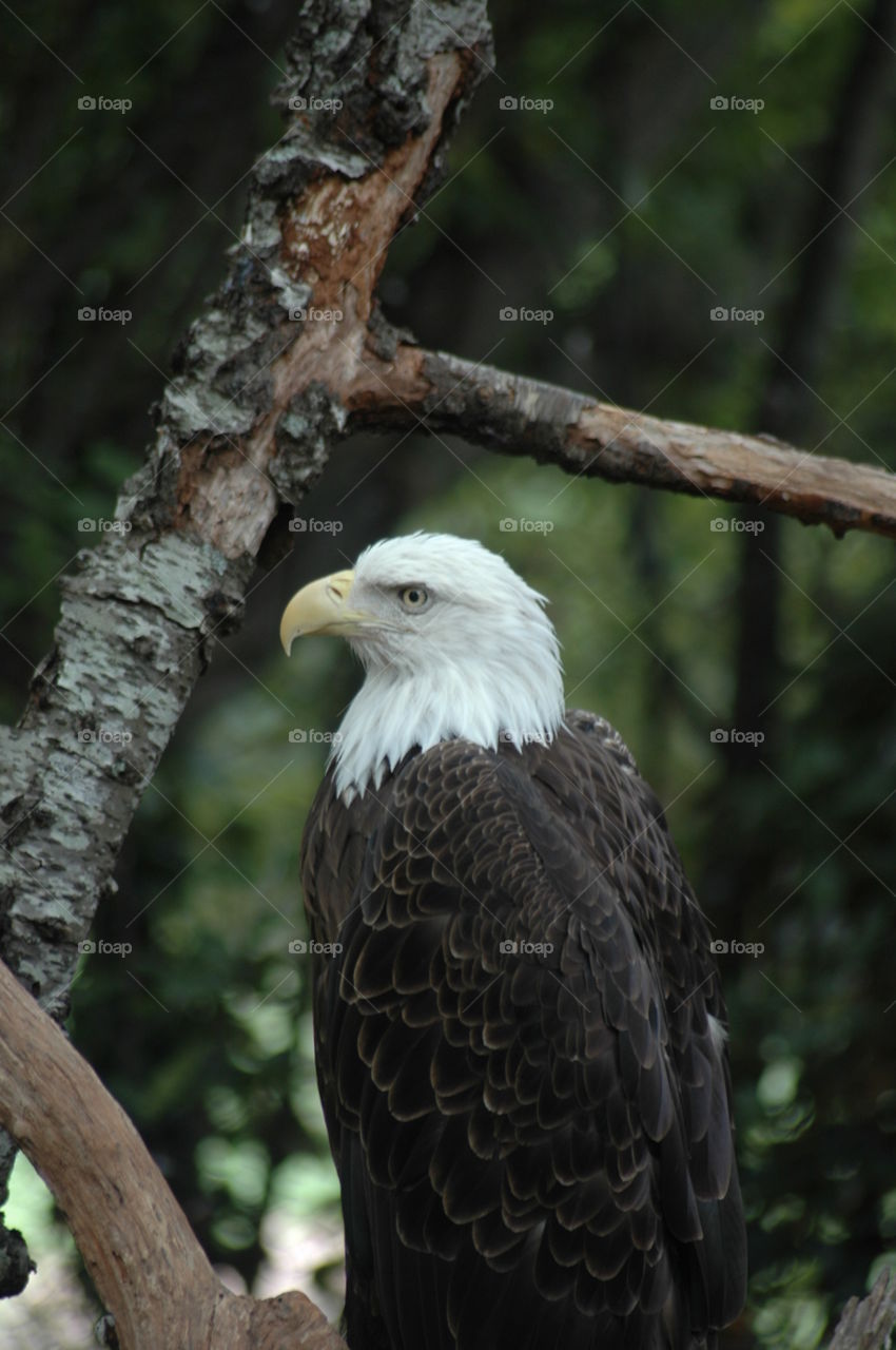 Bald eagle perching on tree