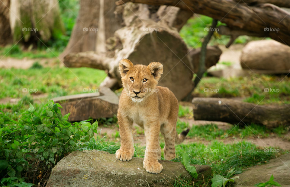 View of tiger standing on rock