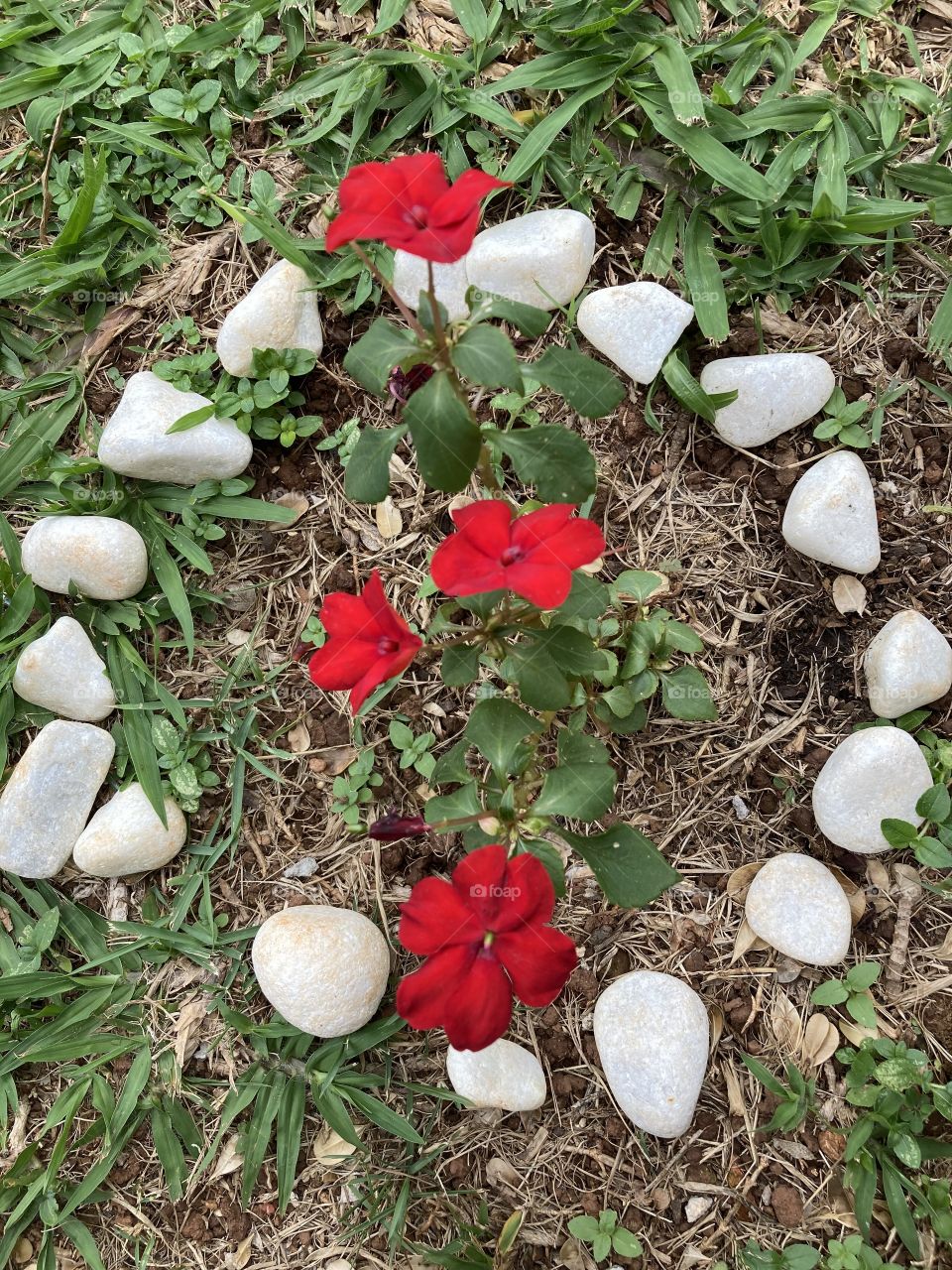 🌹 🇺🇸 Very beautiful flowers to brighten our day.  Live nature and its beauty. Did you like the delicate petals? / 🇧🇷 Flores muito bonitas para alegrar nosso dia. Viva a natureza e sua beleza. Gostaram das pétalas delicadas? 