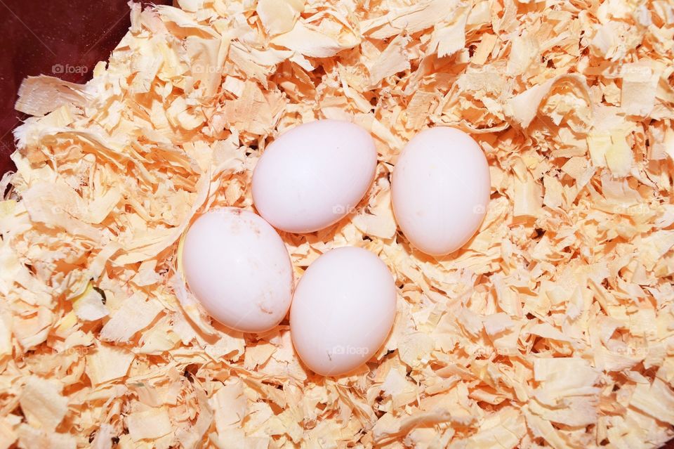 Nest of eggs from cockatiels