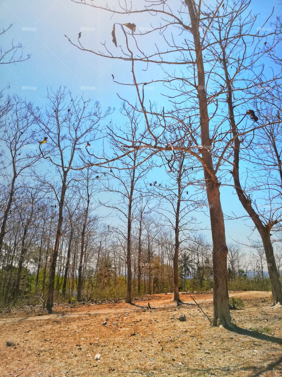 A wood in long dry season