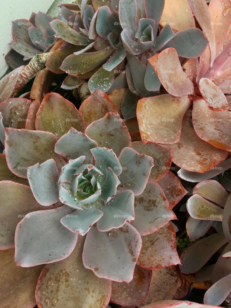 Succulents