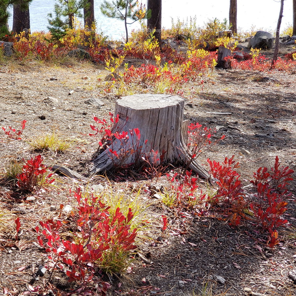 Brilliant fall colors of a landscape on the shores of Elk Lake in Oregon’s Cascade Mountains