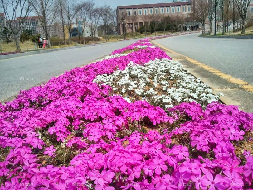 caminho de flores rosa pink