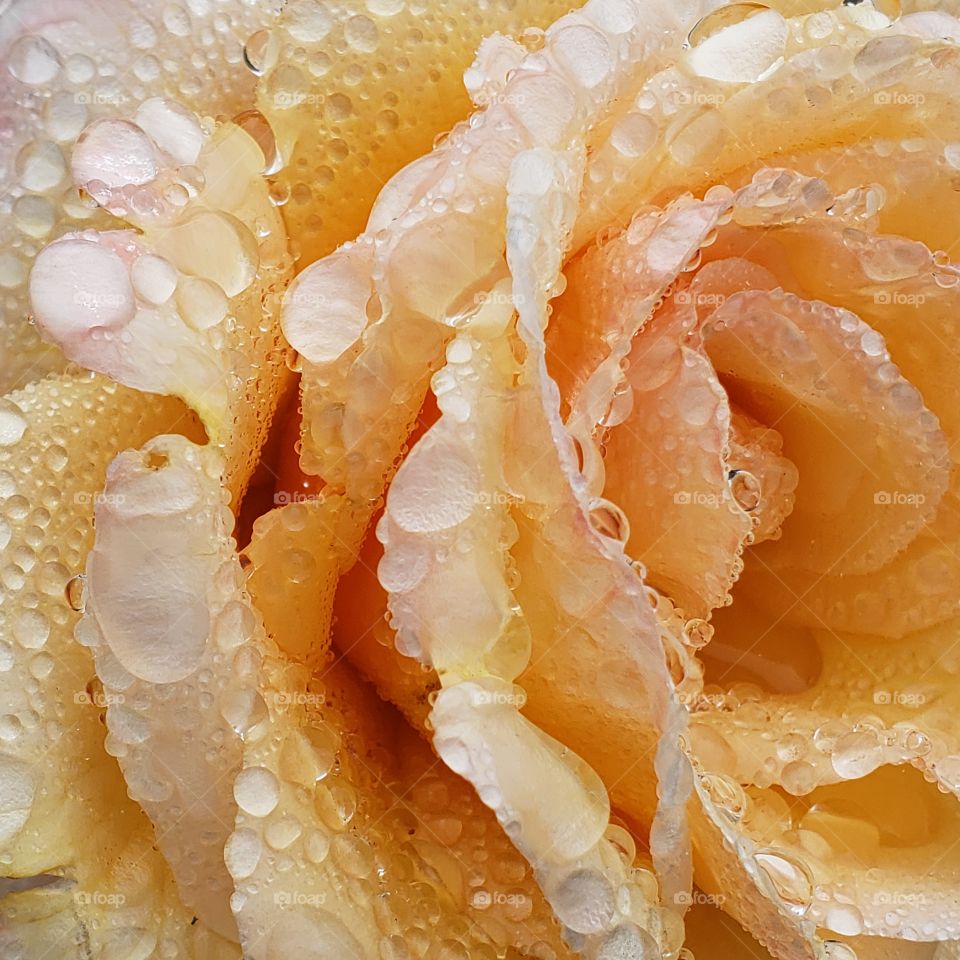 Fine details on the petals of a rose covered in water droplets from a fresh rain