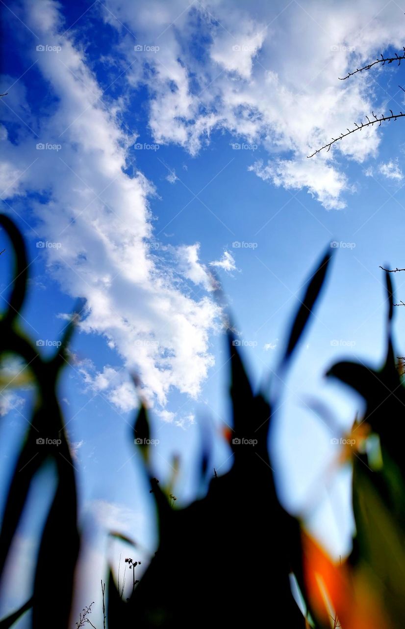 A Bow to Beautiful Sky