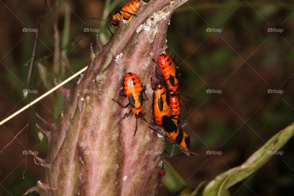 Orange Milkweed Beetles.. This is a macro photograph of some Orange Milkweed Beetles on a plant.