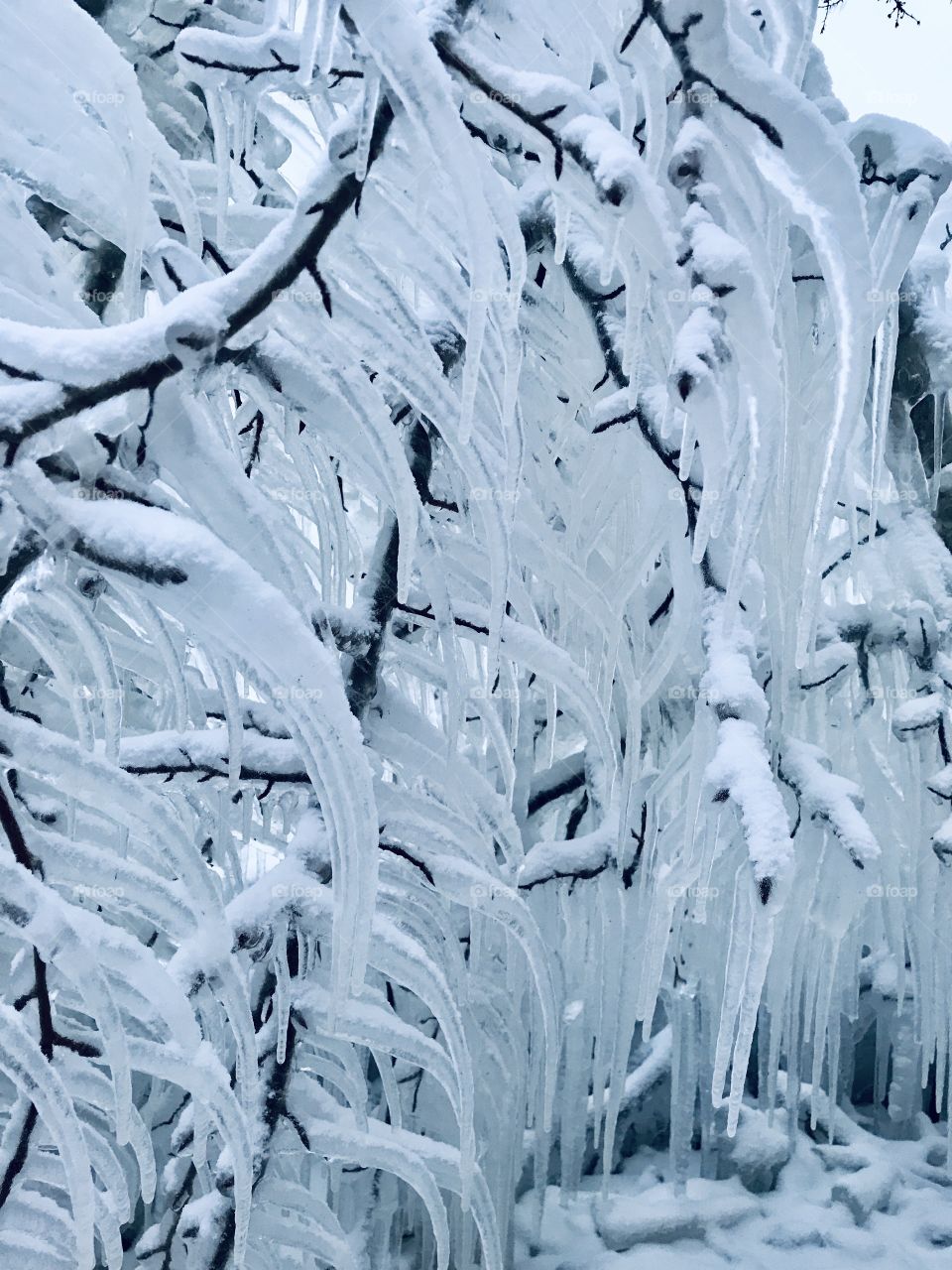 Tree branches covered in ice 