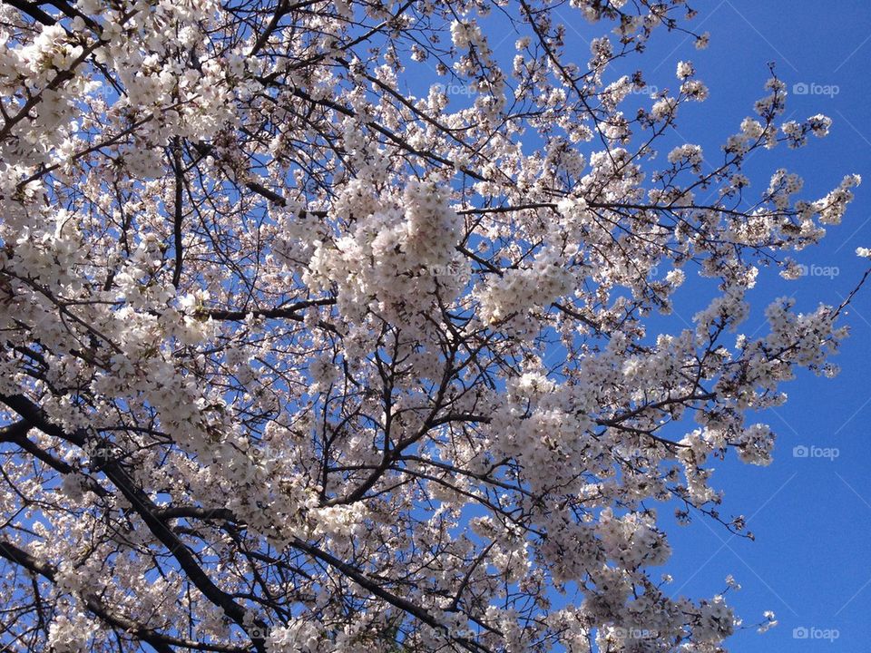 Under the Sakura Blossoms 2