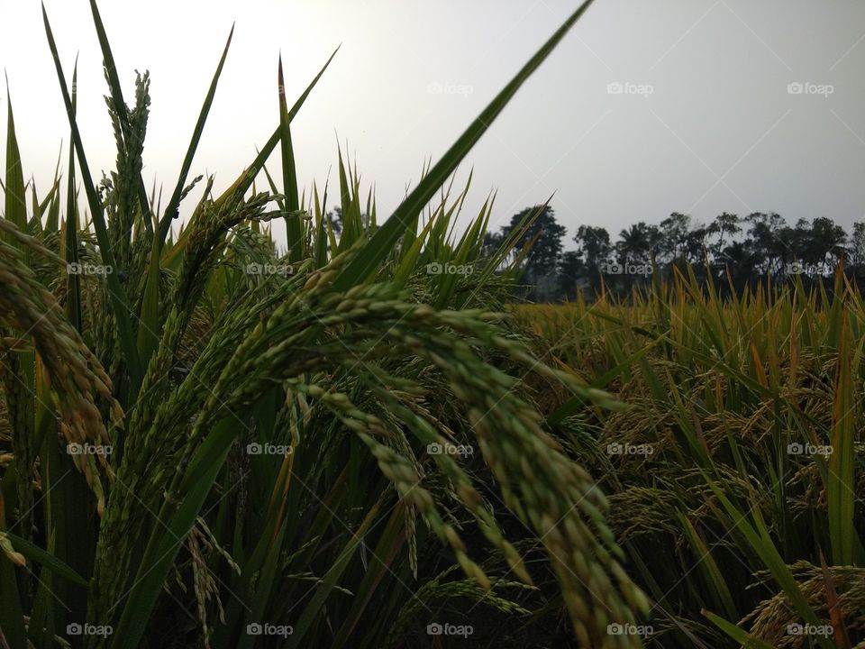 paddy field
