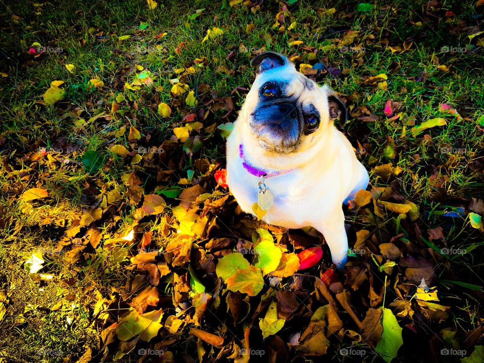 First Fall Photos for pug Izzy