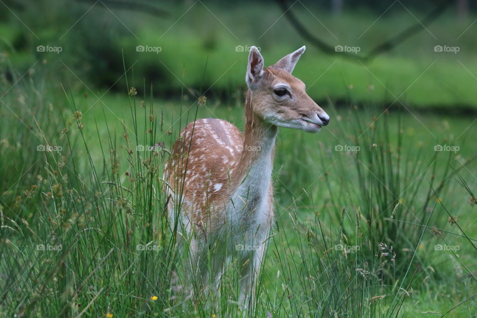 Young deer