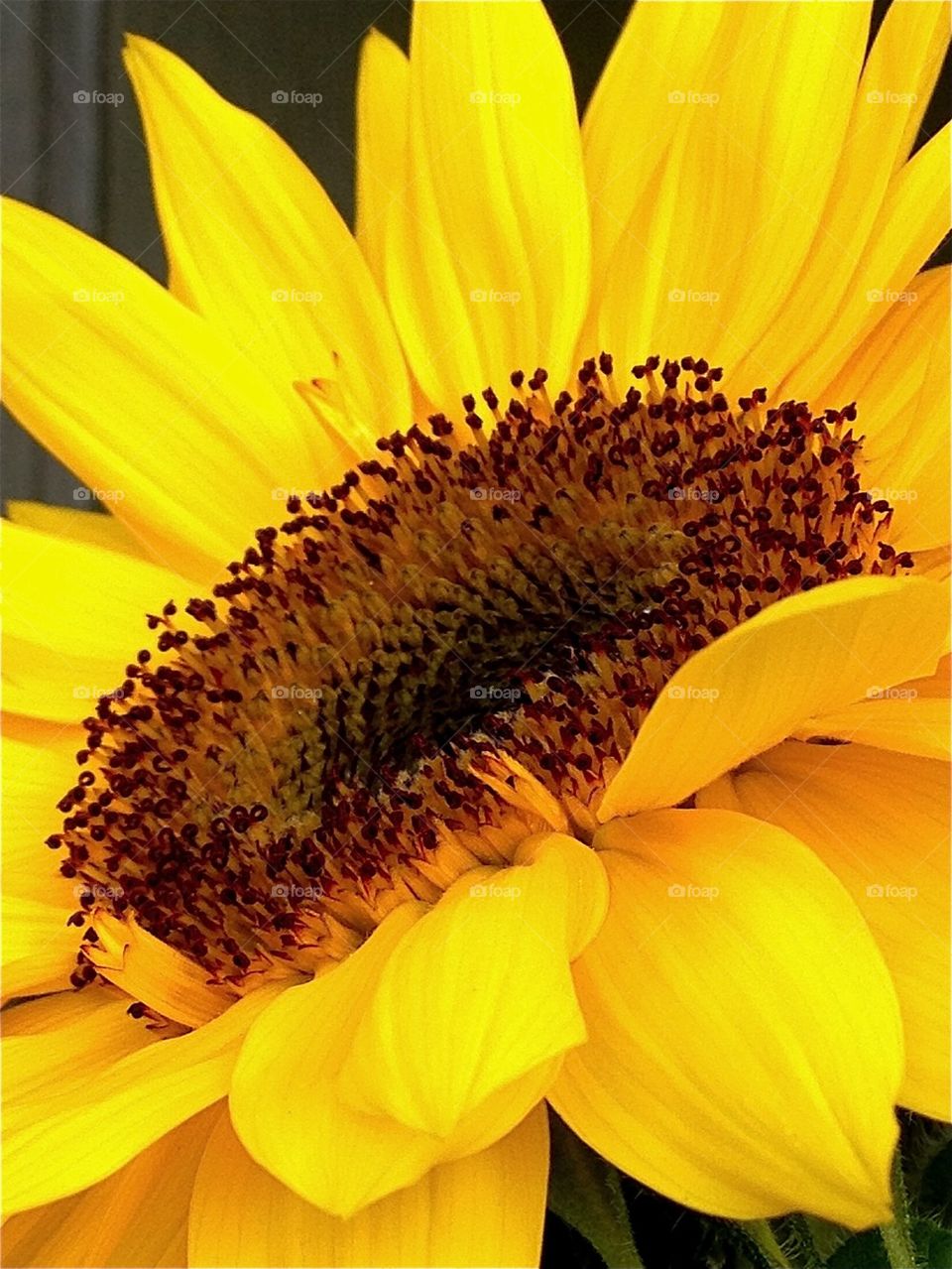 Close-up of yellow flower