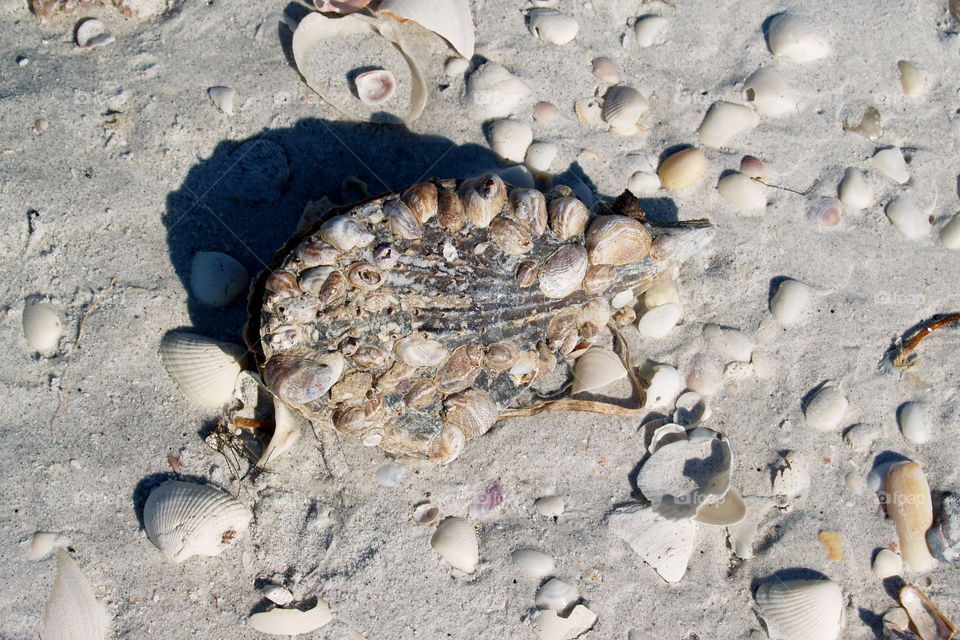 High angle view of shell