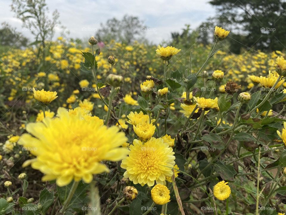 Here is our shevanti flower farm photo . 