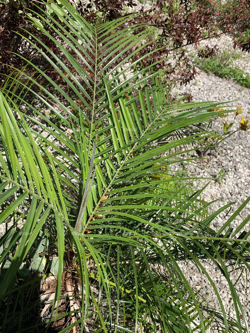 Robellini Palm Tree Leaves Beauty And Outdoor- Indoor Plant For Tropical Look. 