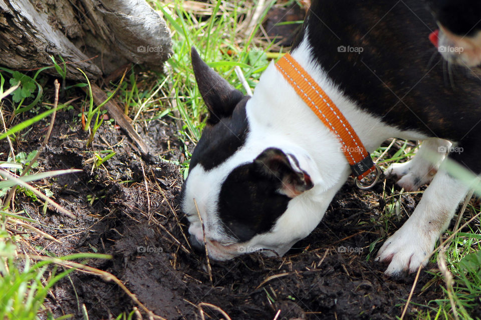My Boston Terrier’s love to dig in, and eat dirt, roots and bugs. This picture shows my pup taking a big mouthful of dirt and roots. I really do feed them!
