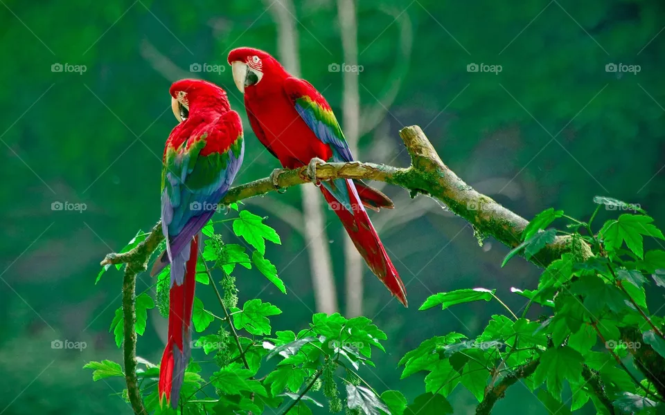 two love birds