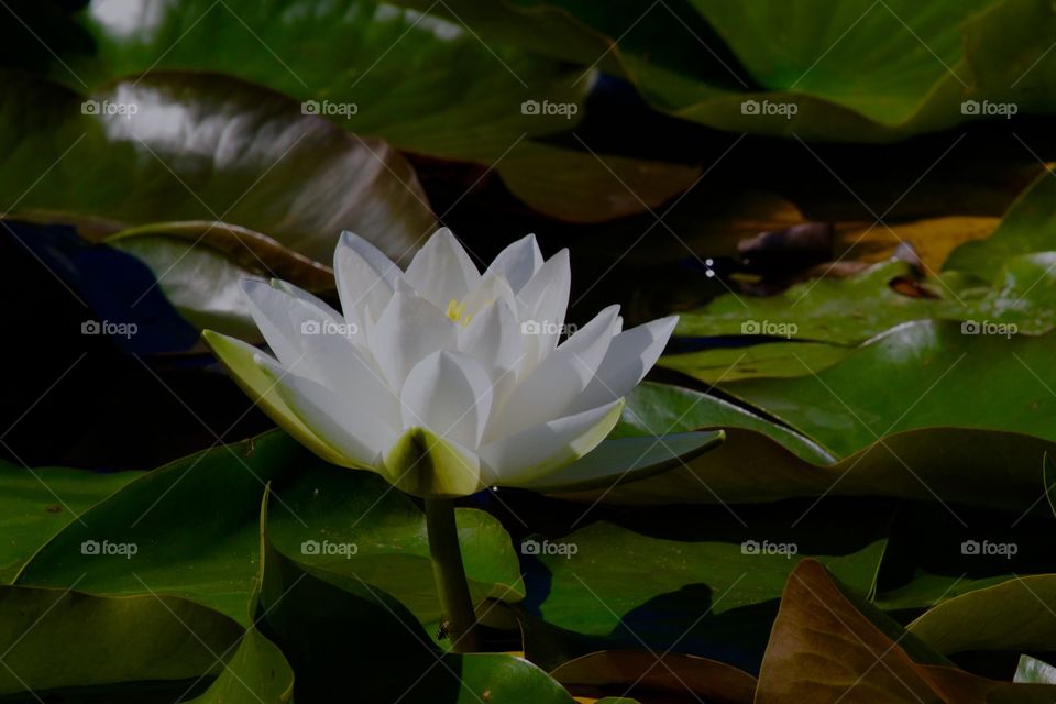 Close-up of white lotus flower in water