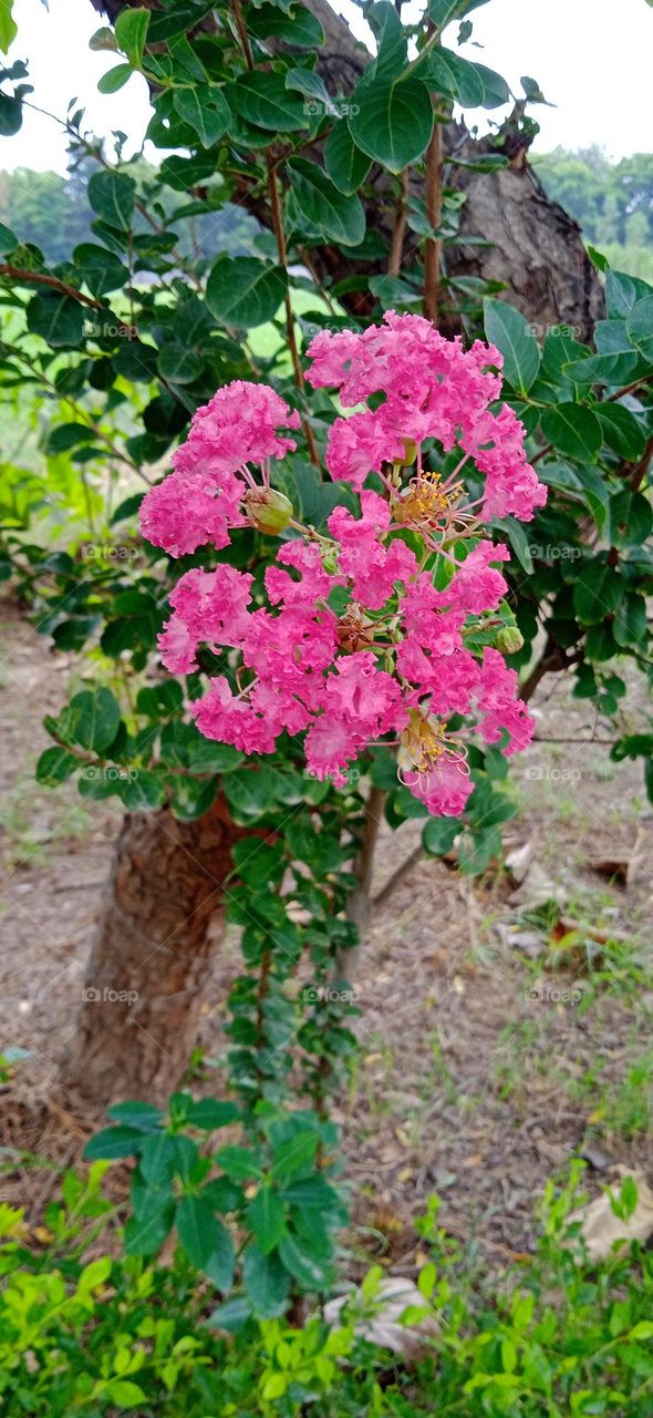 Lagerstroemia indica, it is a species of flowering plant in the genus lagerstroemia of the family lgthraceae. it is native to the indian subcontinent. photo shoot at thu, 4 may, 2023, 9:00 am, lucknow india.