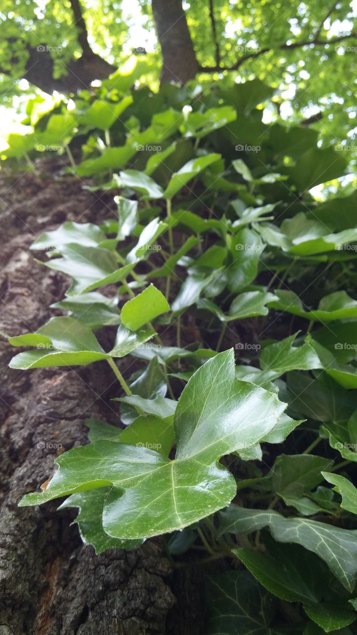 Ivy on a tree, Lesser Poland, Poland
