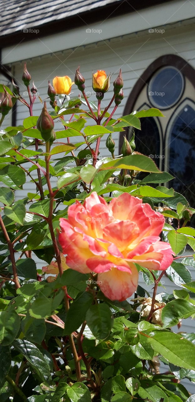 flowr in vancouver island