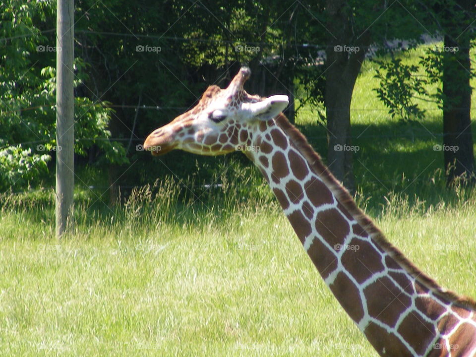 A giraffe walking around at the zoo.