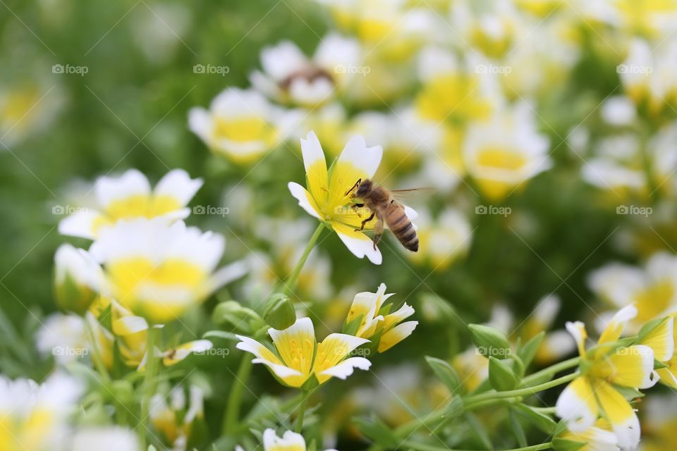 Limnanthes douglasii, 