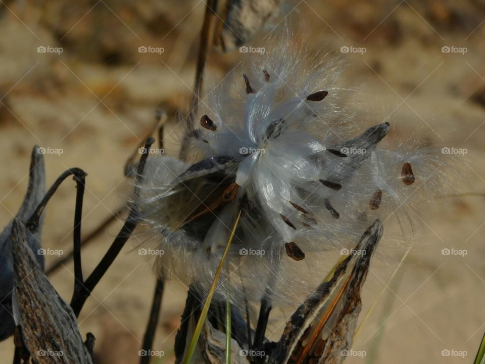 milkweed seeds