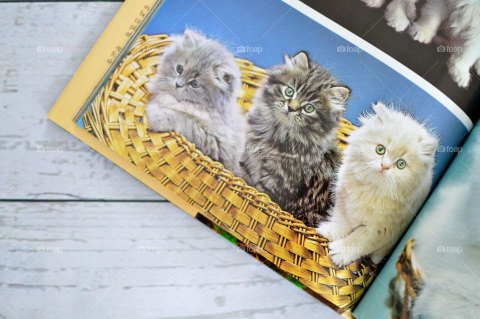 Cat book