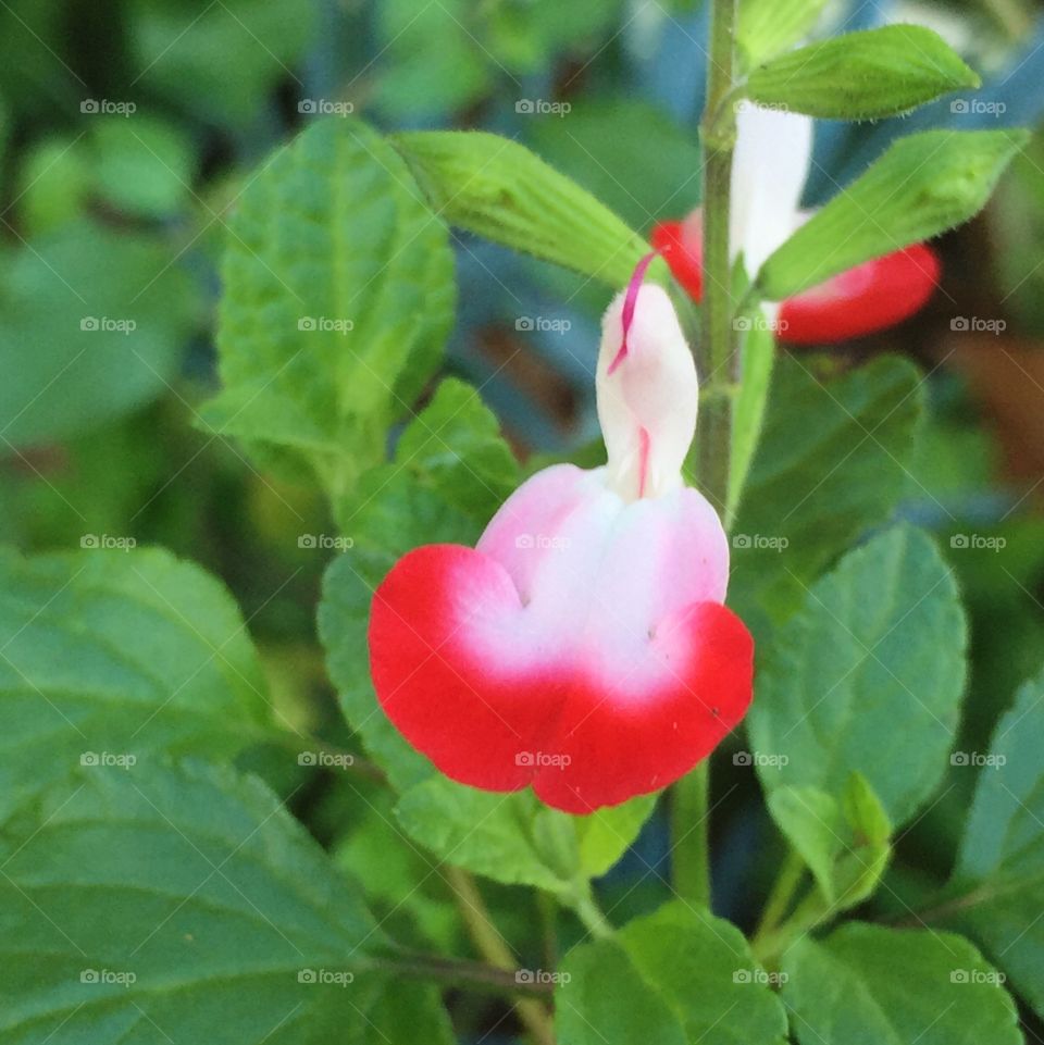 Hot Lips blackcurrant sage II