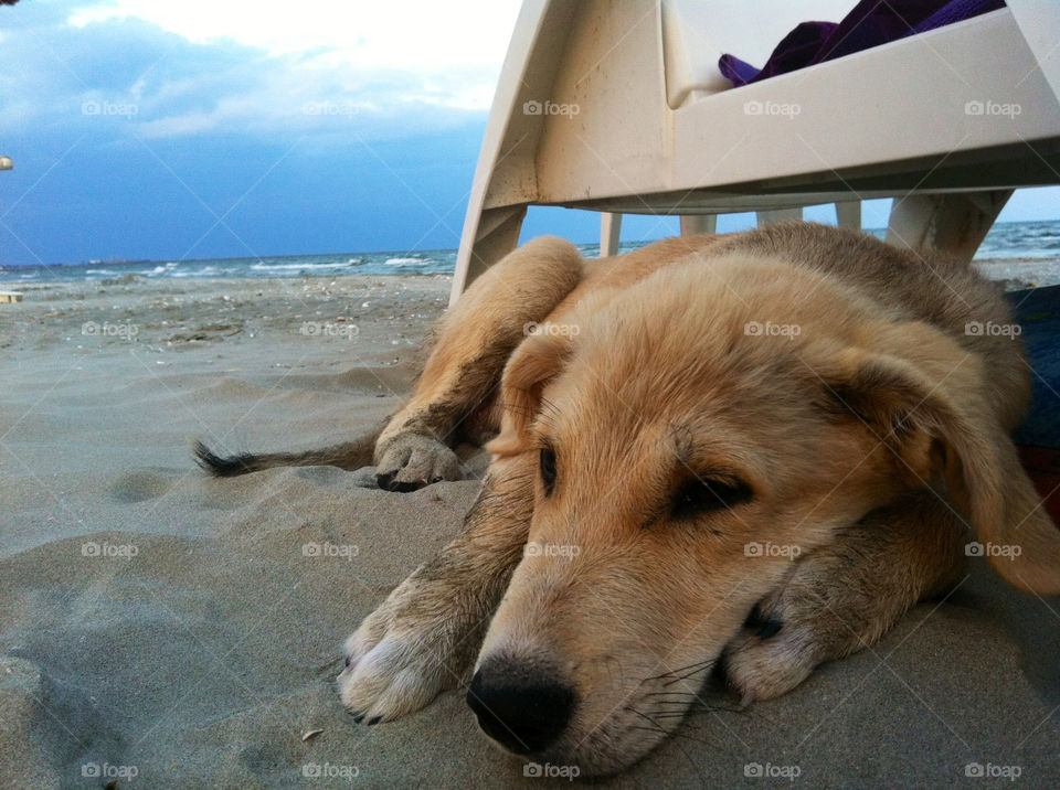 travel dog mammals puppy by esmar