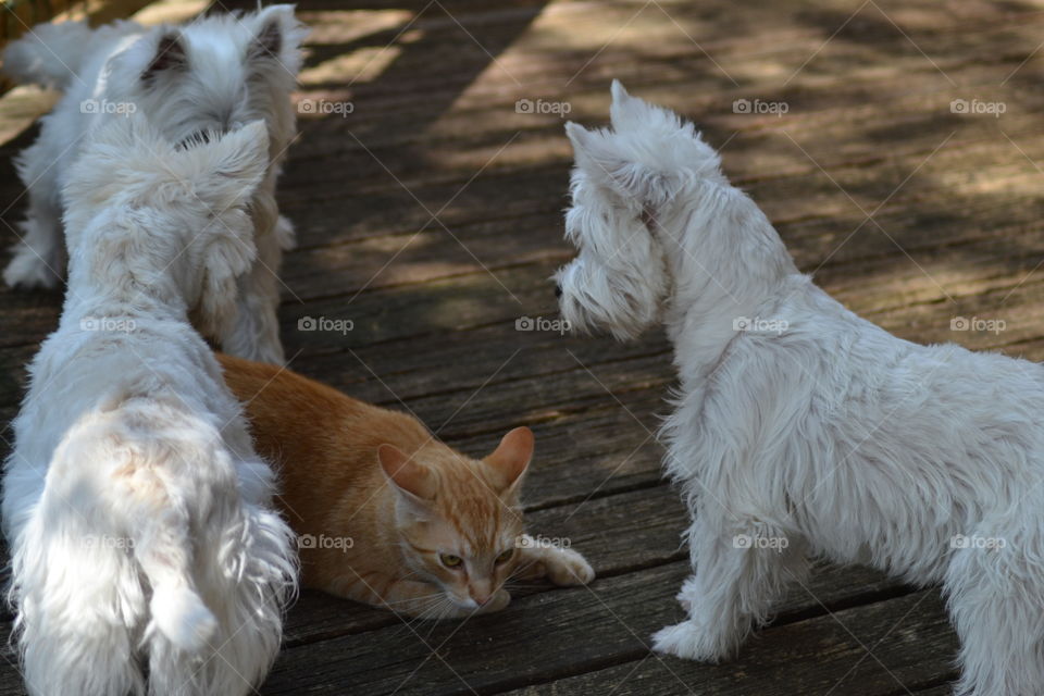 Three Westies and a cat 