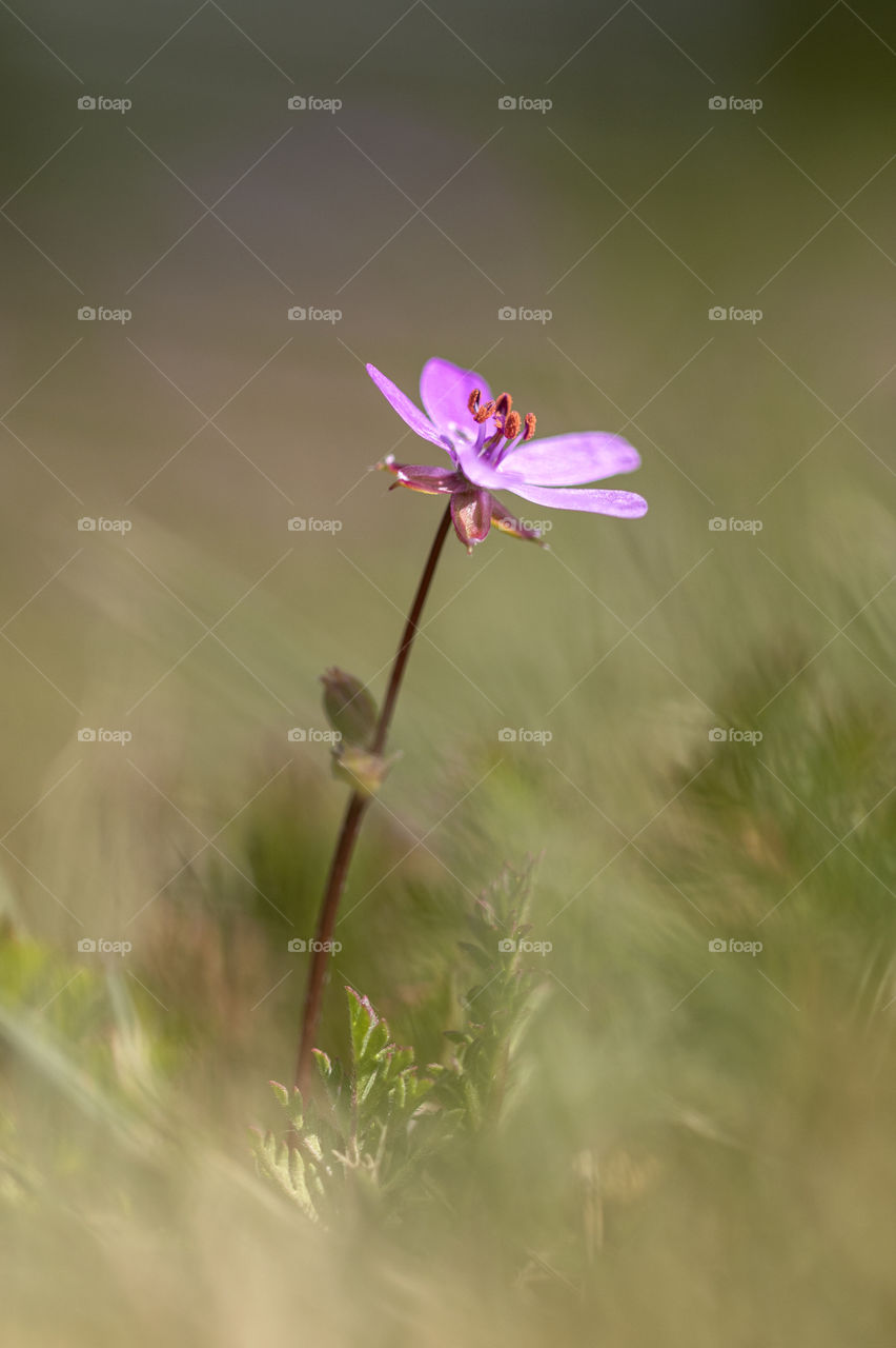 A close up portrait of a purple erodium cirutarium flower, also known as the redstem filaree, redstem stork's bill or pinweed.