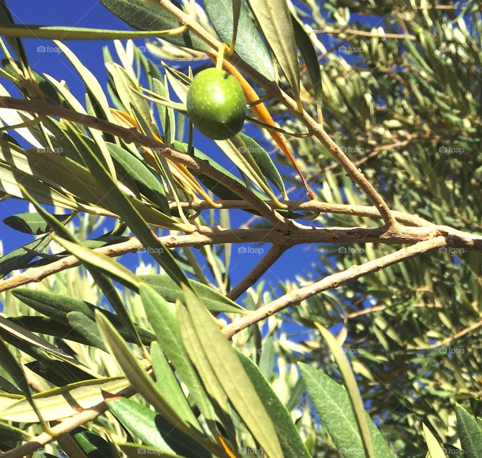 Olive tree