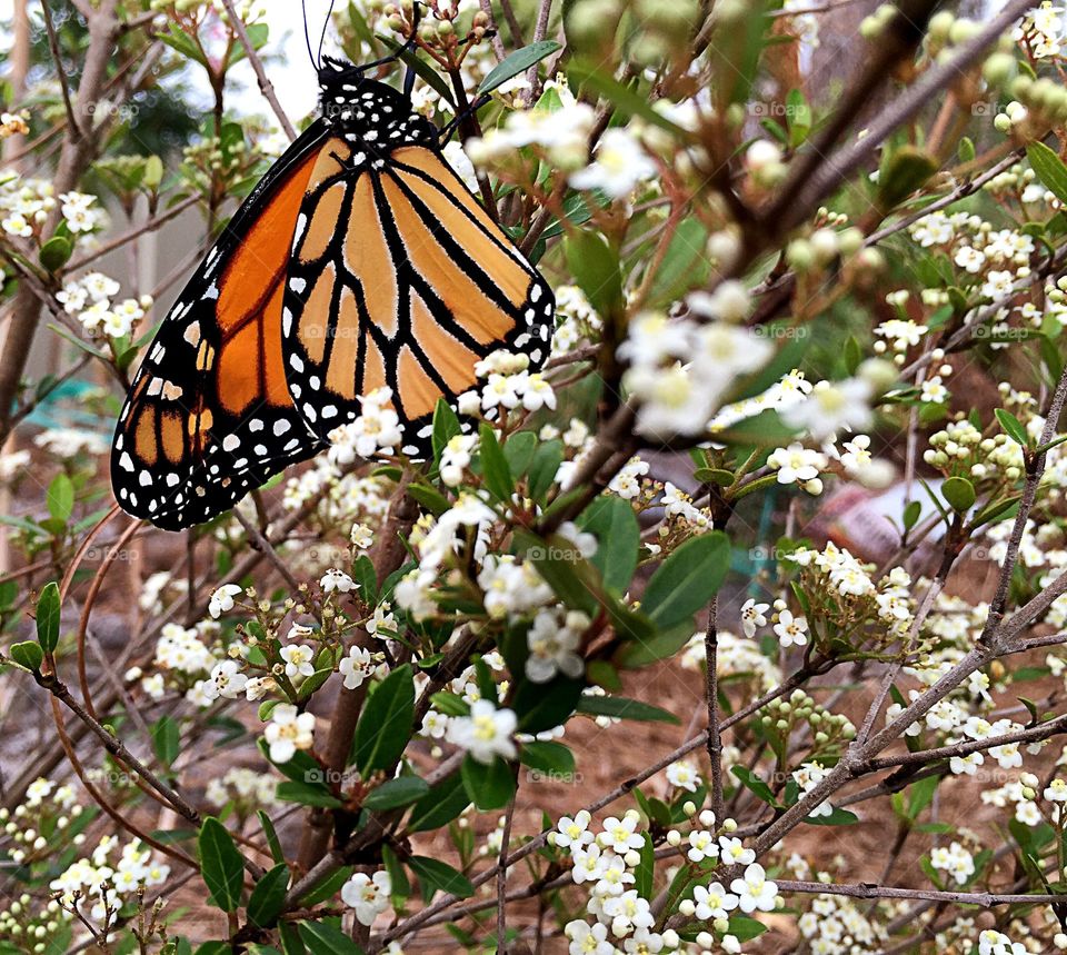 Monarch Butterfly 