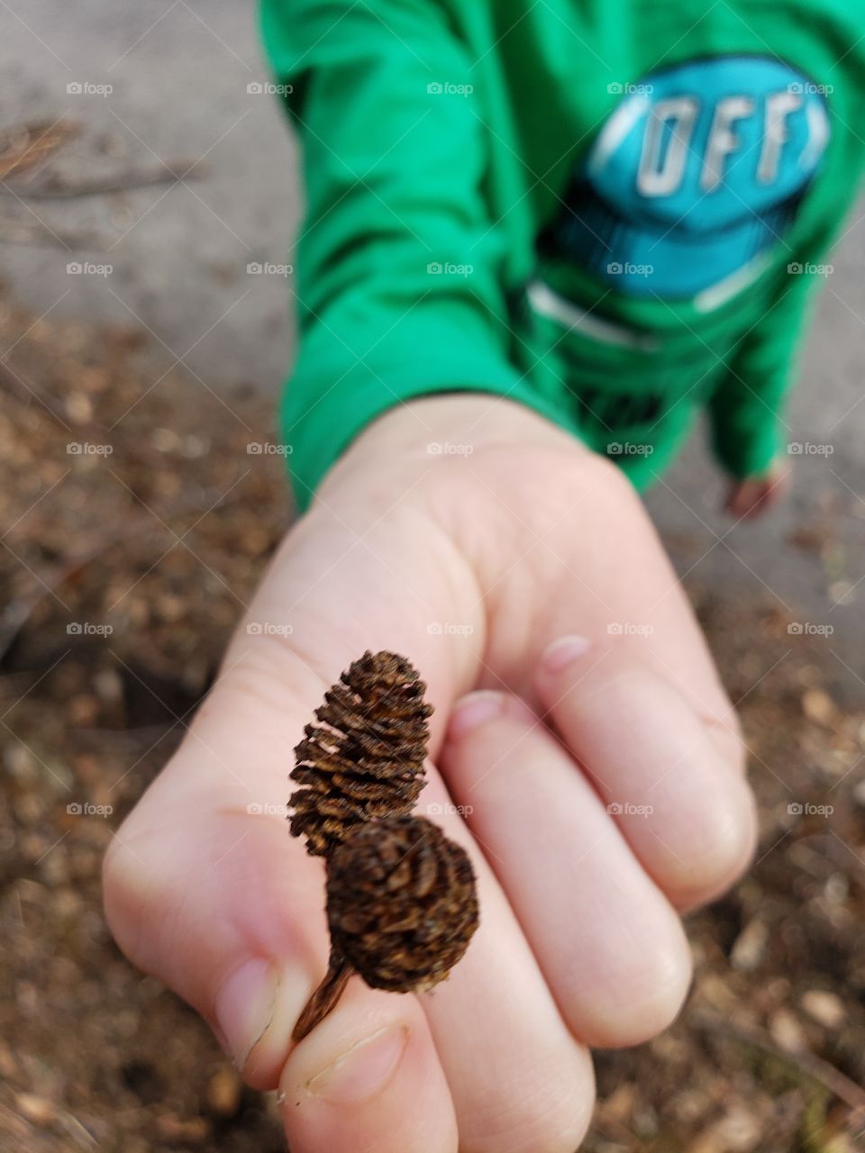 tiny find, little hands find little pinecones