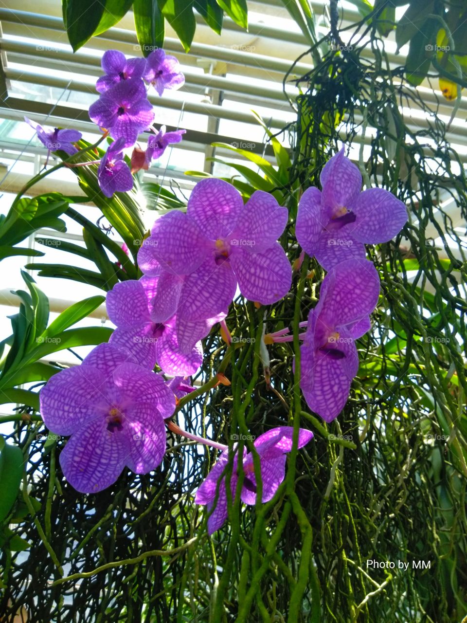 ORCHID