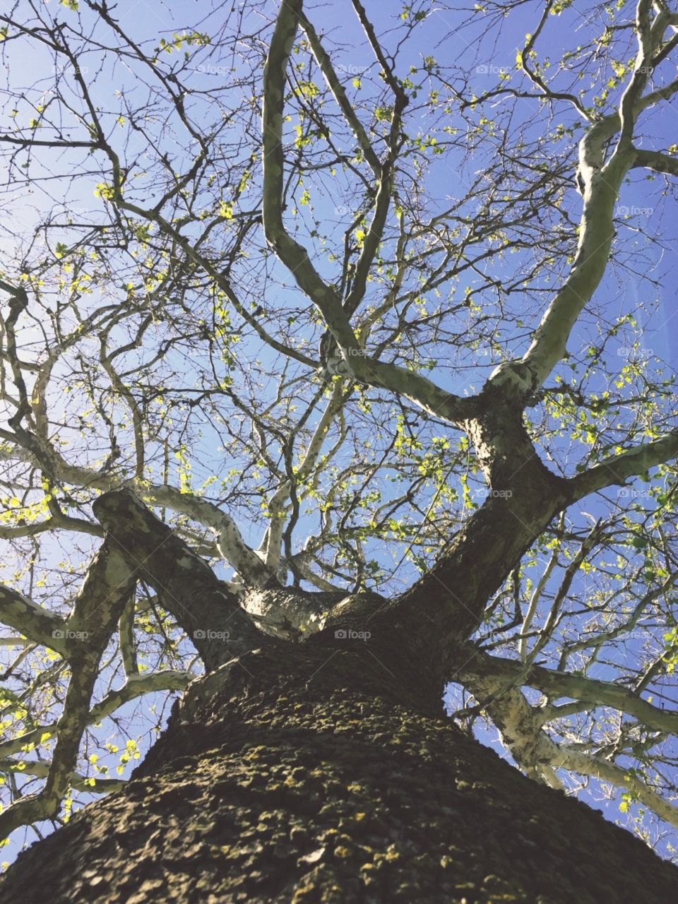 Sycamore Tree Trunk - view from base of giant sycamore tree sprouting new leaves on a bright day under a clear blue sky