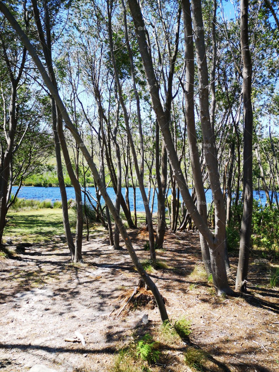 View of lake through forest