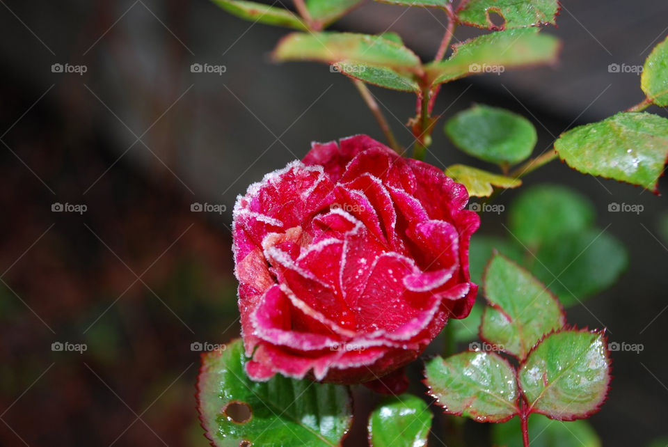 sweden red cold rose by ostfeber
