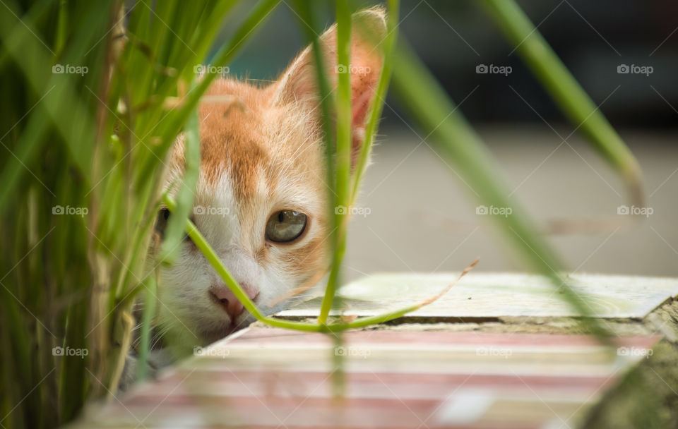 A game of hide and seek is all she wants