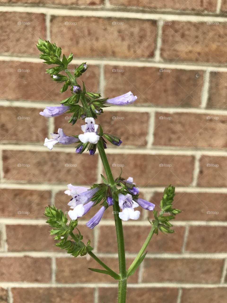 Portrait of a flower 