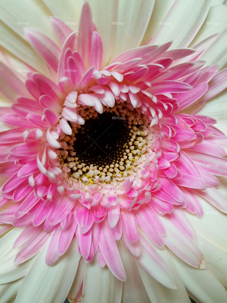 Close-up of white flower