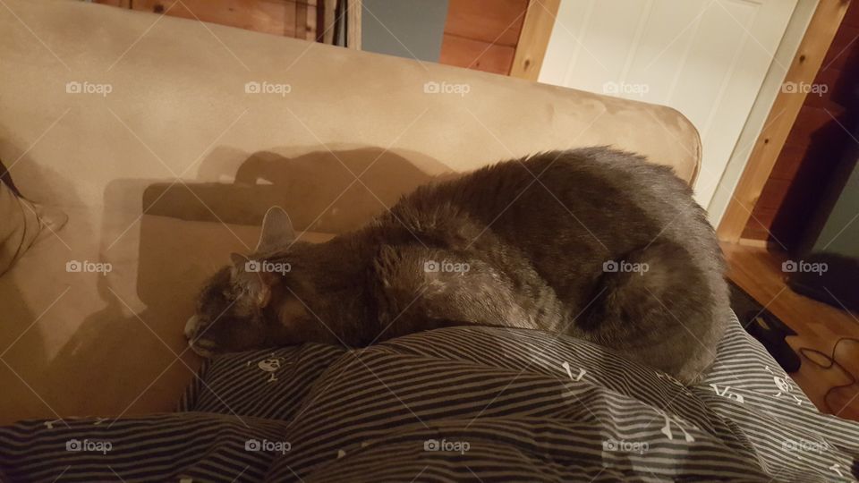 Mammal, Cat, Sleep, Indoors, Furniture