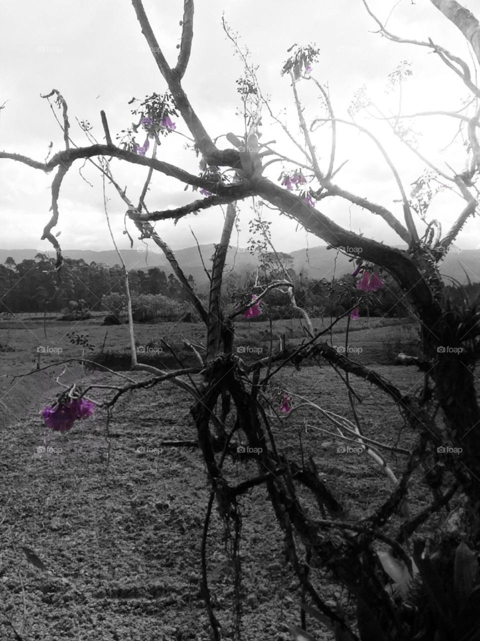 Cachos de flores roxas.