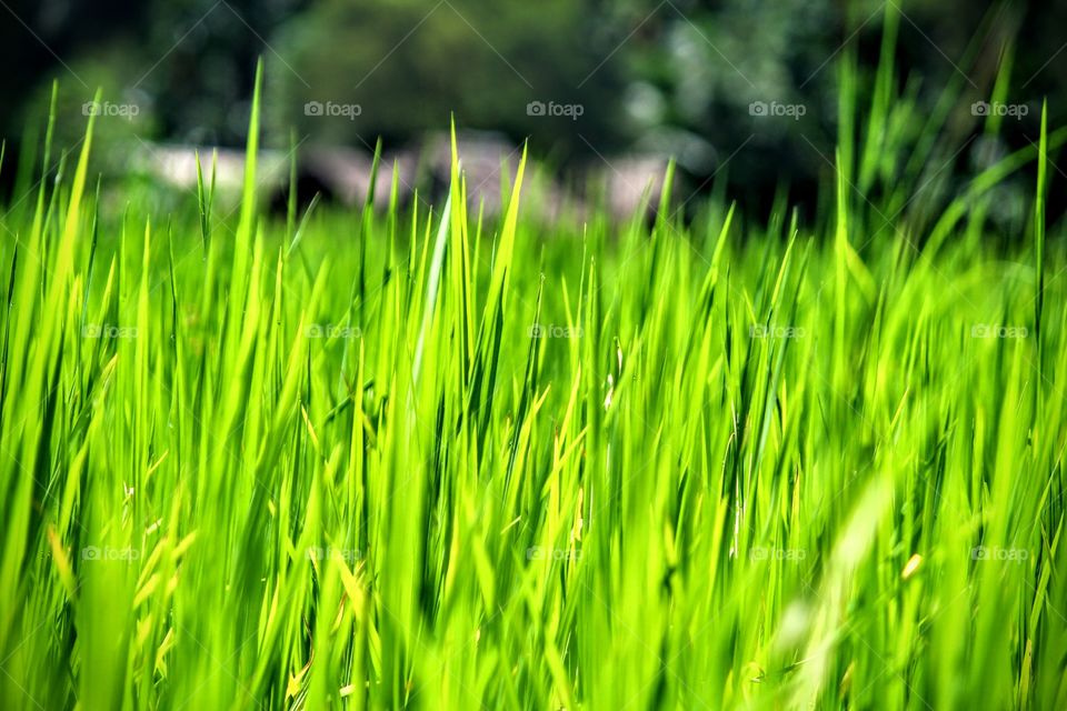long grass